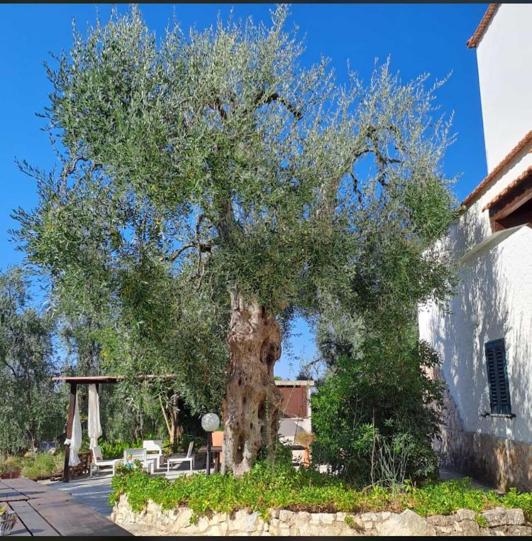 Azienda Agricola B&B Macchiaria 비에스테 외부 사진